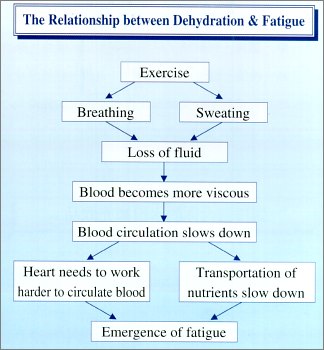 The Relationship between Dehydration & Fatigue