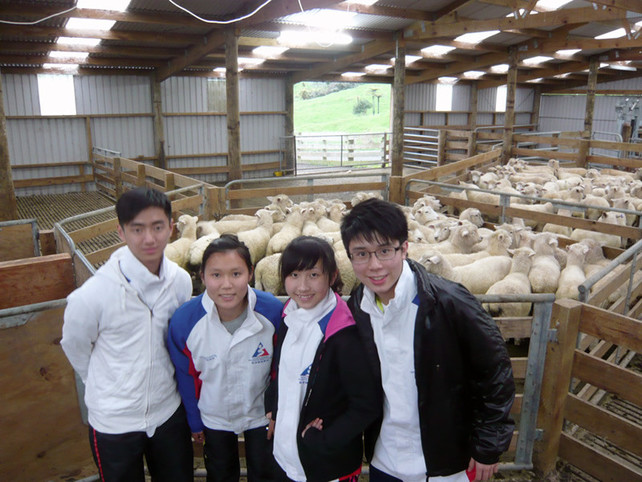 運動員體驗農莊工作，並觀看剃羊毛示範。