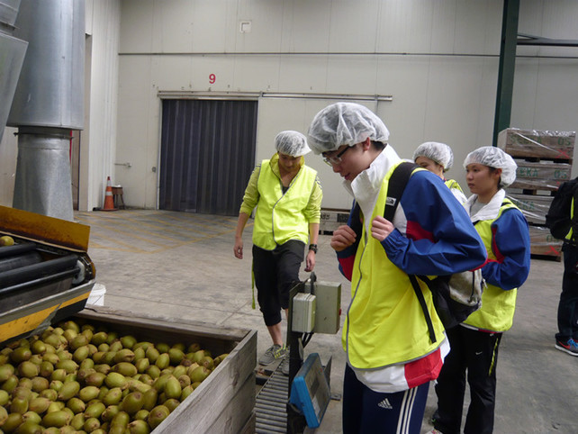 四名運動員參觀ZESPRI<sup>®</sup>的奇異果包裝工場，認識如何挑選最優質的奇異果。