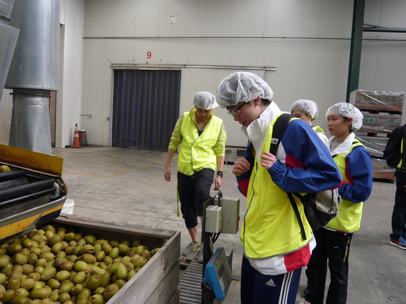 四名运动员参观ZESPRI<sup>®</sup>的奇异果包装工场，认识如何挑选最优质的奇异果。